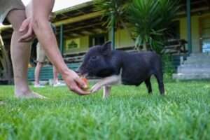 Asia Pacific Yoga Teacher Training Experience The Farm