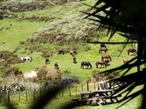 Asia Pacific Yoga Teacher Training Experience The Farm